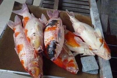 防止錦鯉水霉病的有效方法，如何預(yù)防錦鯉水霉病的發(fā)生 防止錦鯉水霉病的有效方法，如何預(yù)防錦鯉水霉病的發(fā)生 龍魚(yú)百科 第4張