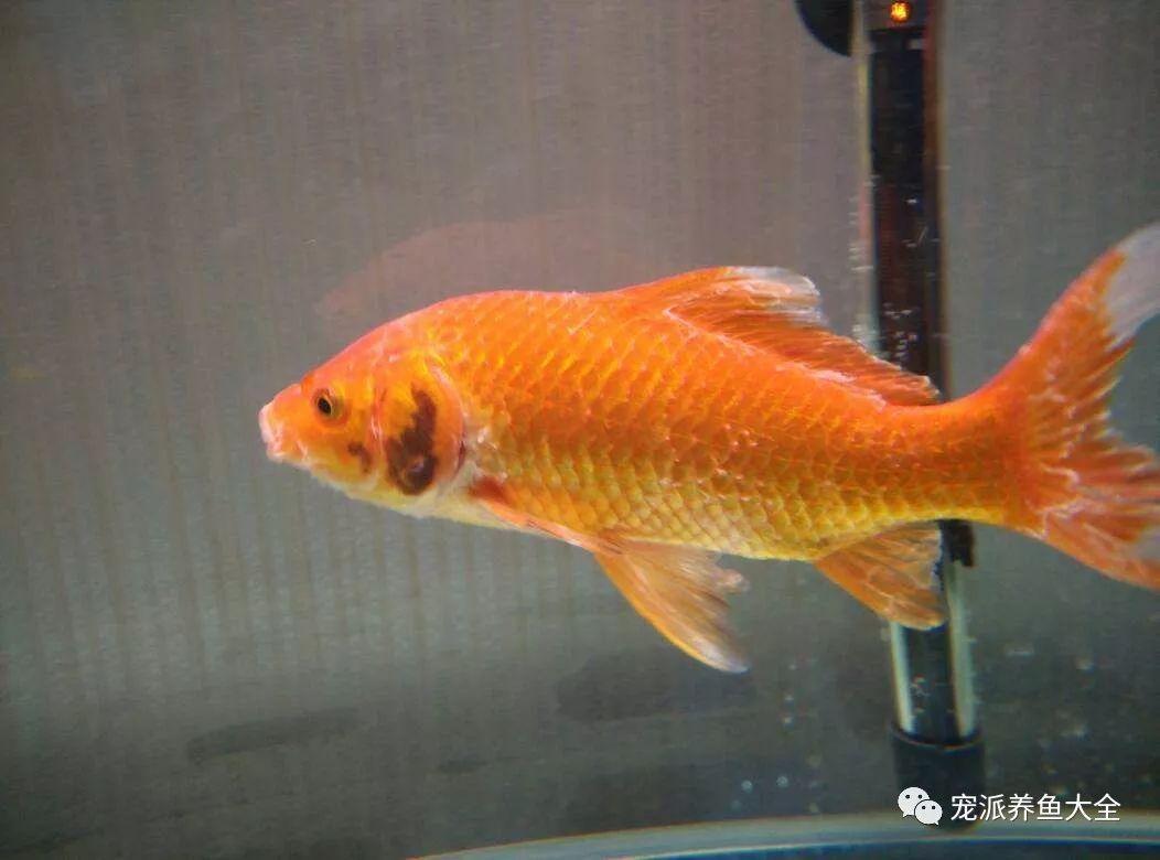防止錦鯉水霉病的有效方法，如何預(yù)防錦鯉水霉病的發(fā)生 防止錦鯉水霉病的有效方法，如何預(yù)防錦鯉水霉病的發(fā)生 龍魚(yú)百科 第6張