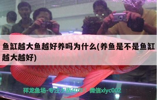 巧克力七彩雷龍魚能長多大:巧克力七彩雷龍魚和七彩雷龍的區別 龍魚百科 第2張 巧克力七彩雷龍魚能長多大:巧克力七彩雷龍魚和七彩雷龍的區別 巧克力七彩雷龍魚能長多大:巧克力七彩雷龍魚和七彩雷龍的區別 龍魚百科 第2張