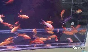 金龍魚喂什么小魚好