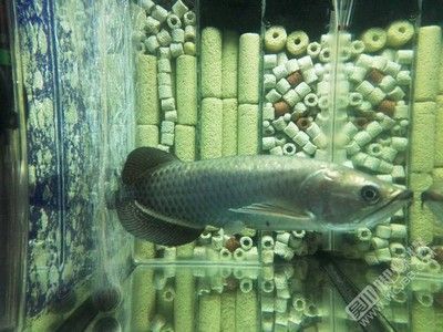 龍魚買賣，龍魚之巔龍魚之巔