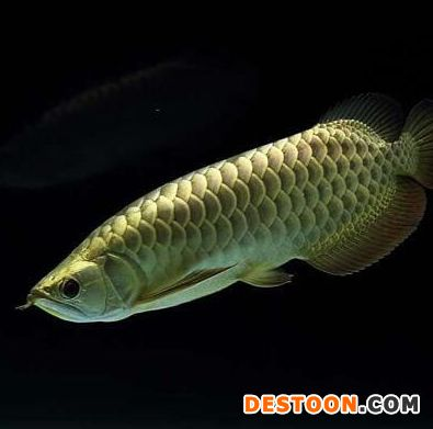 金龍魚性別鑒別方法探究（金龍魚公母鑒別方法）