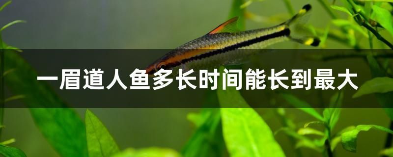 魚(yú)缸最大養(yǎng)多大的魚(yú)好（魚(yú)缸多大魚(yú)就能養(yǎng)多大）