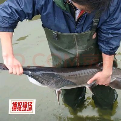 龍魚養殖水質各項指標，養殖龍魚時需要定期檢測和調整和調整水質的各項指標