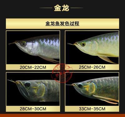 龍魚治療溫度33可以嗎：龍魚治療溫度33度可行嗎？