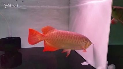 龍魚治療溫度33可以嗎：龍魚治療溫度33度可行嗎？