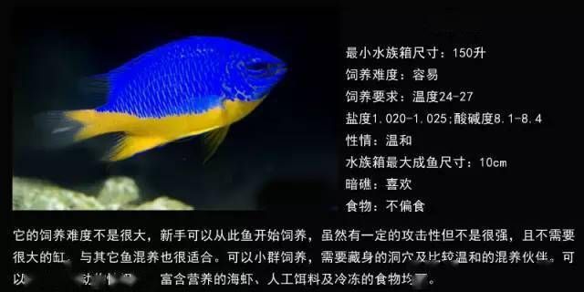 金龍魚1年能長多長 金龍魚1年能長多長 龍魚百科 第3張