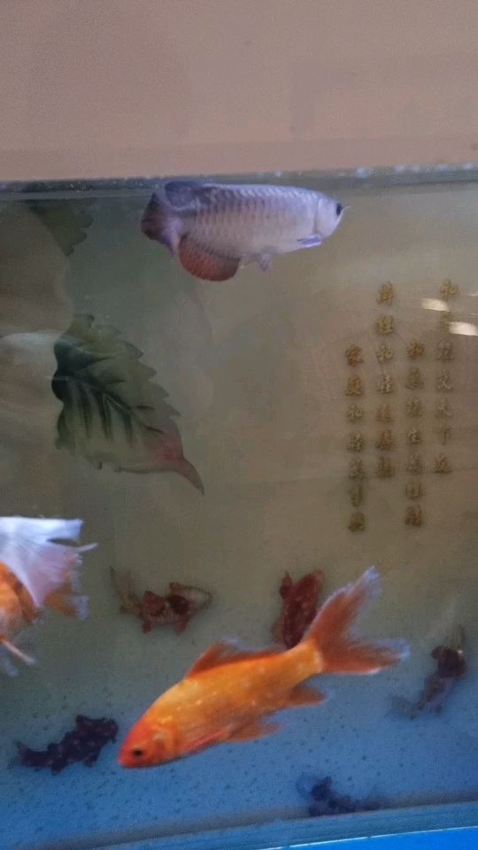 魚缸二氧化碳瓶使用方法視頻講解（魚缸二氧化碳瓶一瓶可以用多久）