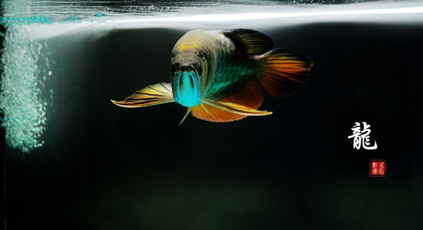 金龍魚的年齡（金龍魚的年齡是多少）