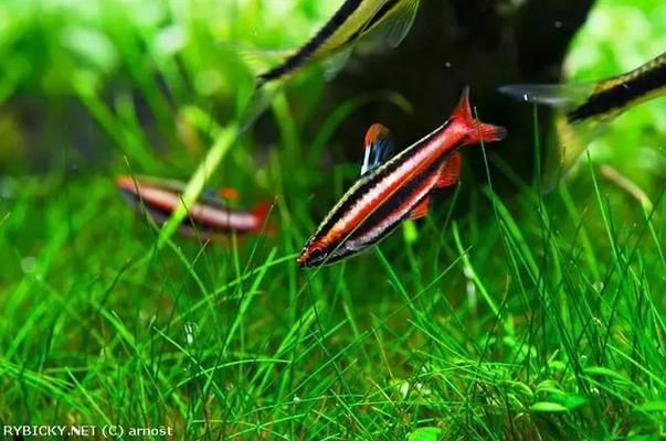 金龍魚喂飼料好還是活食好