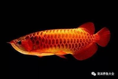 龍魚的飼養要點有哪些呢 龍魚的飼養要點有哪些呢 龍魚百科 第1張