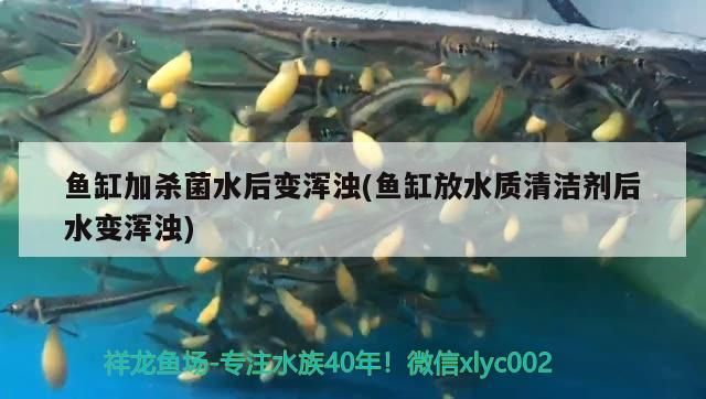 龍魚身上有紅點什么原因 龍魚身上有紅斑怎么辦