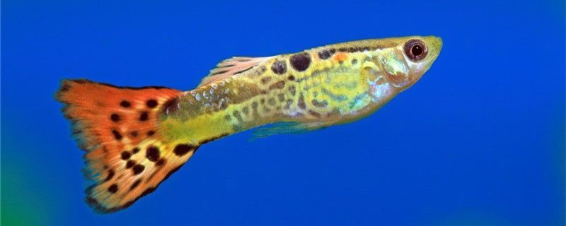 哪種觀賞魚最好養(yǎng)不生病?（哪一種觀賞魚最好養(yǎng)且壽命長） 哪種觀賞魚最好養(yǎng)不生病?（哪一種觀賞魚最好養(yǎng)且壽命長） 龍魚百科 第2張