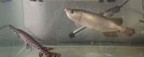 龍魚放鹽比例
