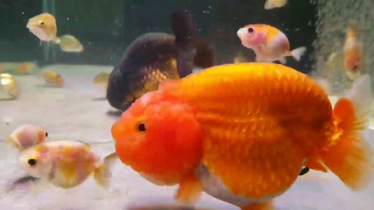 魚缸怎么改海缸（普通魚缸怎么改成海缸） 魚缸怎么改海缸（普通魚缸怎么改成海缸） 龍魚百科 第3張