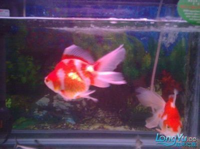 金魚和龍魚一起養嗎：金魚和龍魚一起養嗎？