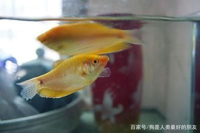 龍魚怎么分辨老頭魚年齡，如何判斷龍魚的年齡 龍魚怎么分辨老頭魚年齡，如何判斷龍魚的年齡 龍魚百科 第1張