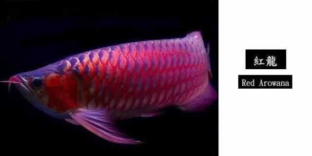 龍魚品種圖鑒最新版大全（金龍魚水質管理要點，黑龍魚混養注意事項，）