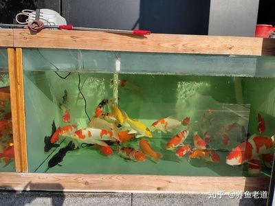 大型觀賞魚種類及價格大全(大型觀賞魚種類及價格大全圖)