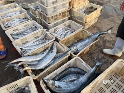 刀魚市場價格波動原因探究（刀魚價格季節性波動規律,刀魚替代品市場表現分析）