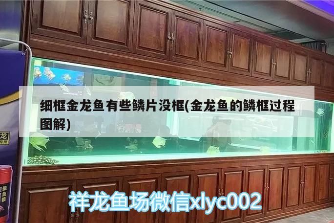 細框金龍魚有些鱗片沒框(金龍魚的鱗框過程圖解) 細框金龍魚有些鱗片沒框(金龍魚的鱗框過程圖解) 龍魚百科 第3張