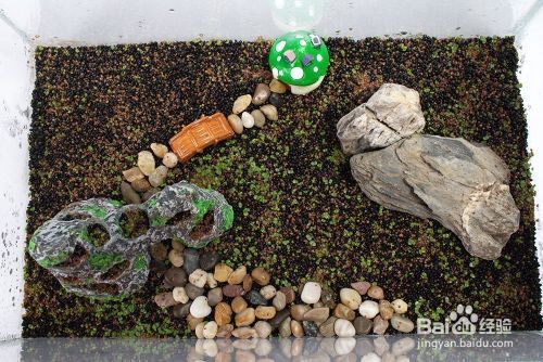 金龍魚上調價格是多少 金龍魚上調價格是多少 龍魚百科 第1張