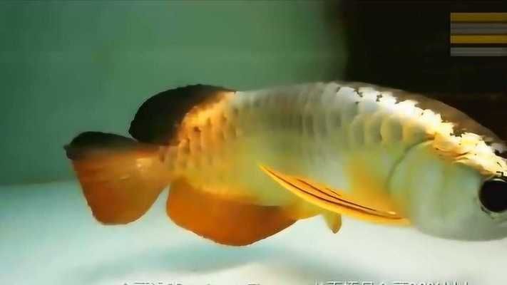 金頭過背金龍魚多少錢一條啊，如何挑選健康的金頭過背金龍魚,金頭過背金龍魚養(yǎng)殖注意事項(xiàng) 金頭過背金龍魚多少錢一條啊，如何挑選健康的金頭過背金龍魚,金頭過背金龍魚養(yǎng)殖注意事項(xiàng) 龍魚百科 第1張