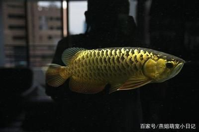 金頭過背金龍魚多少錢一條啊，如何挑選健康的金頭過背金龍魚,金頭過背金龍魚養(yǎng)殖注意事項(xiàng) 金頭過背金龍魚多少錢一條啊，如何挑選健康的金頭過背金龍魚,金頭過背金龍魚養(yǎng)殖注意事項(xiàng) 龍魚百科 第4張