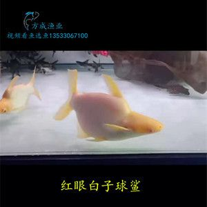 日本紅龍魚打火機價格，日本紅龍魚打火機價格區間查詢日本紅龍魚打火機價格