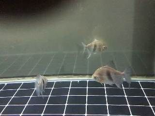 迷你的魚缸怎么做視頻（迷你型魚缸）