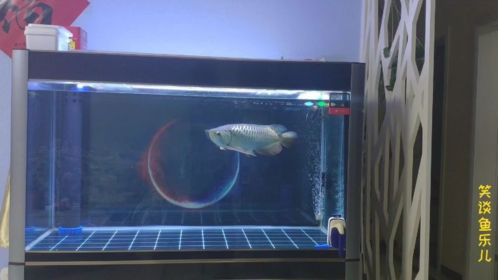 紅龍魚魚苗多少錢