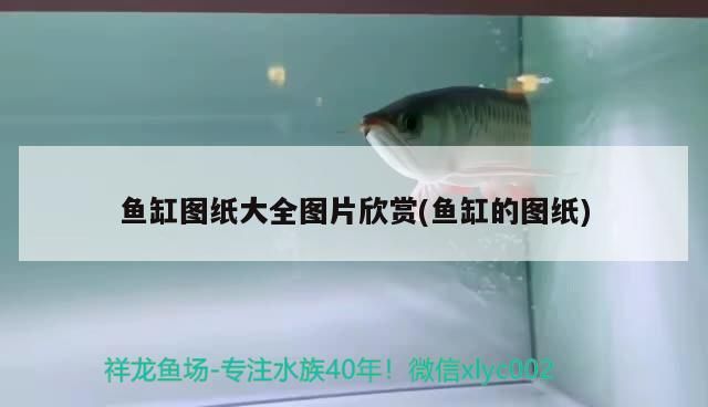 大慶魚缸維修哪家好啊（大慶魚缸廠家直銷） 大慶魚缸維修哪家好啊（大慶魚缸廠家直銷） 龍魚百科 第3張