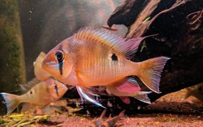 百藝城花鳥魚蟲市場地址（百藝城在哪） 百藝城花鳥魚蟲市場地址（百藝城在哪） 龍魚百科 第2張