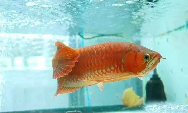 龍魚的顏色是自然的還是后天的好 龍魚的顏色是自然的還是后天的好 龍魚百科 第1張