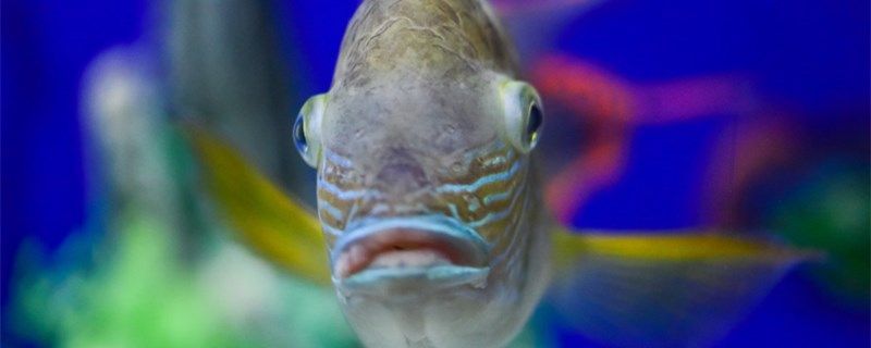 森森魚缸哪個(gè)系列最好（森森魚缸哪款好）
