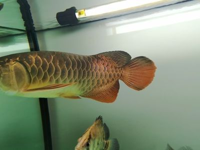 金龍魚魚鰭發黑怎么回事 金龍魚魚鰭發黑怎么回事 龍魚百科 第1張