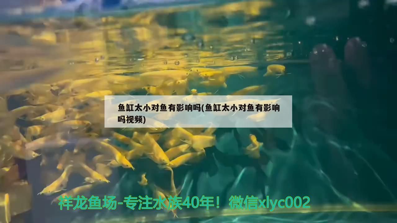 金魚在魚缸會不會繁殖呢 金魚在魚缸會不會繁殖呢視頻
