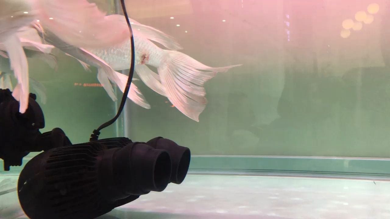 福建水族批發市場地址在哪里(福建水族批發市場地址在哪里啊電話)