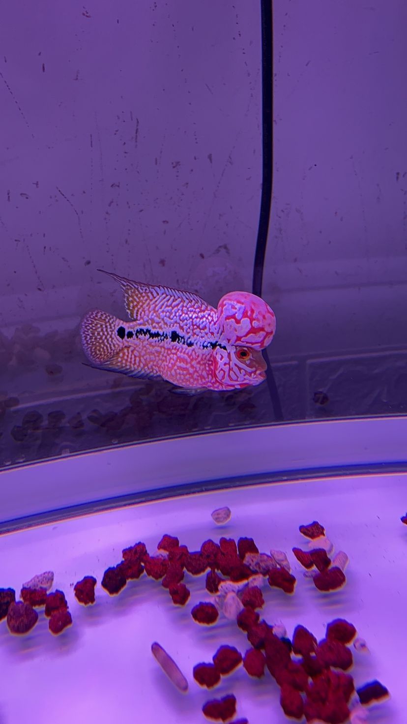 印度紅龍魚價格表圖片大全（ 印尼紅龍魚壽命多長）