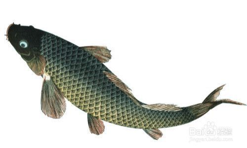 龍魚該怎么養(yǎng)才好養(yǎng)（龍魚怎樣養(yǎng)）