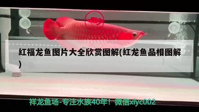龍魚該怎么養(yǎng)才好養(yǎng)（龍魚怎樣養(yǎng)）