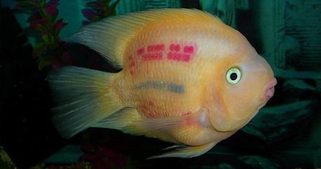 龍魚可以和財神鸚鵡一起養嗎，財神鸚鵡和龍魚可以混養嗎