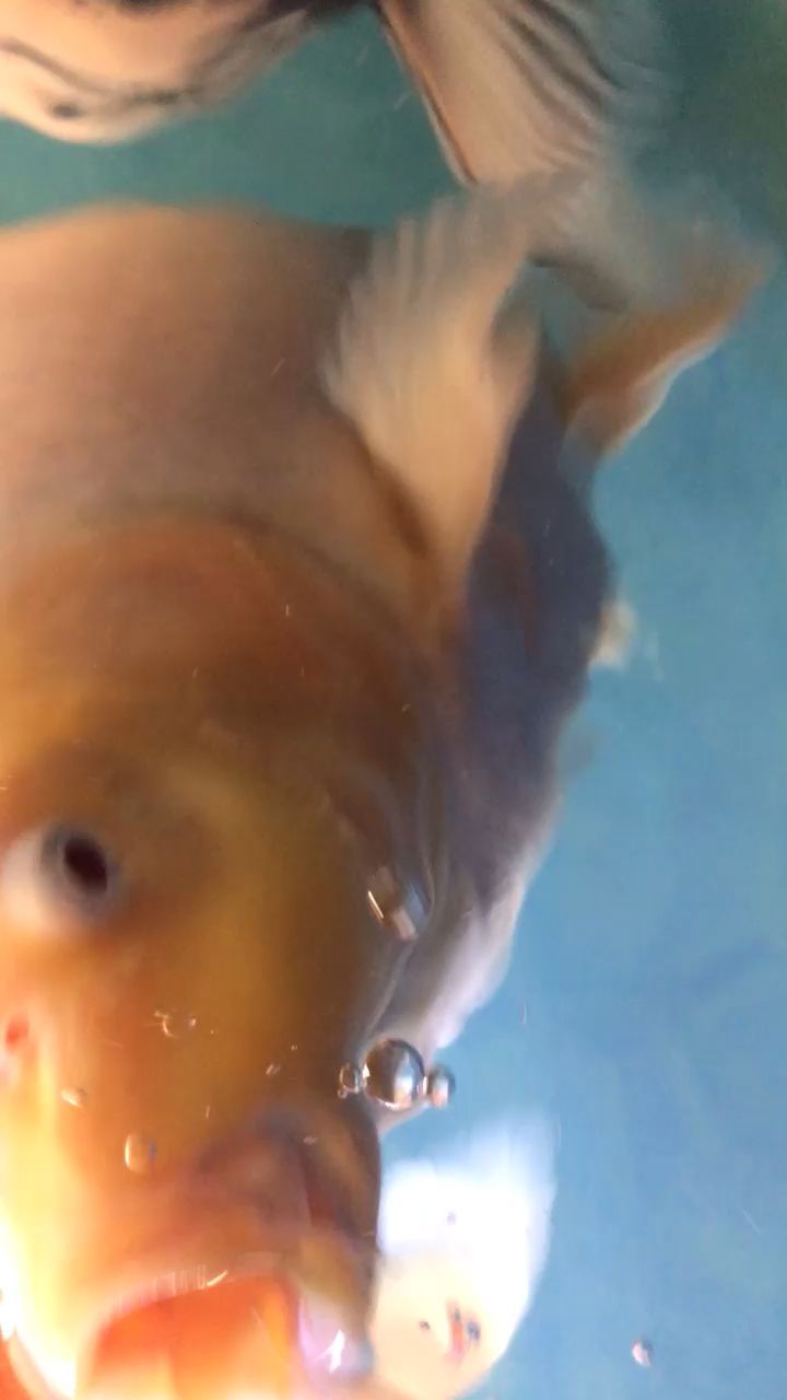 泡沫箱玻璃魚缸怎么安裝圖解,泡沫箱玻璃魚缸怎么安裝圖解圖片