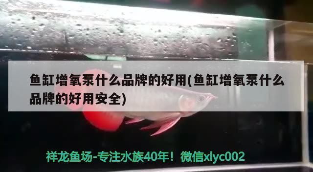 龍魚(yú)入缸可以開(kāi)燈嗎 龍魚(yú)入缸能開(kāi)燈嗎