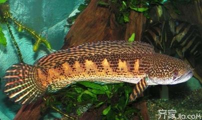 如何預防雷龍魚疾病（如何檢測雷龍魚水質參數，雷龍魚白點病治療方法） 如何預防雷龍魚疾病（如何檢測雷龍魚水質參數，雷龍魚白點病治療方法） 龍魚百科 第5張