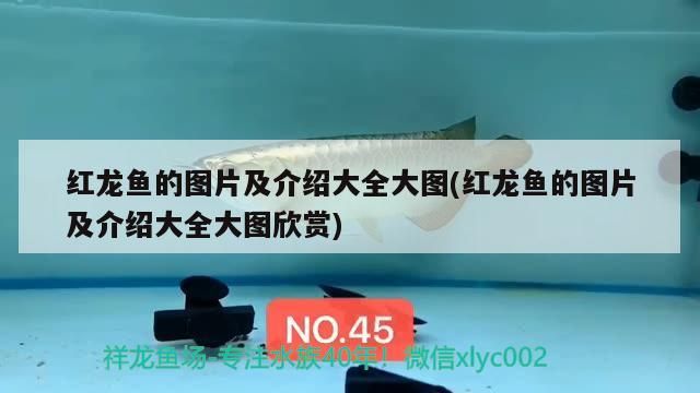海水魚缸什么牌子的好用,海水魚缸推薦