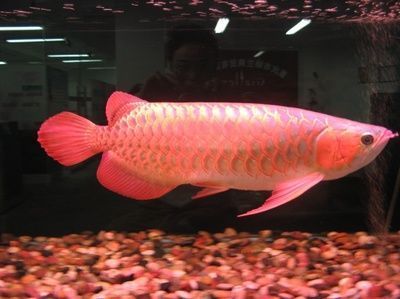 15公分的金龍魚好養嗎