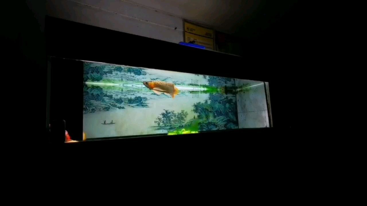 七彩神仙魚與金龍魚能混養(yǎng)嗎：七彩神仙魚和金龍魚可以混養(yǎng)嗎