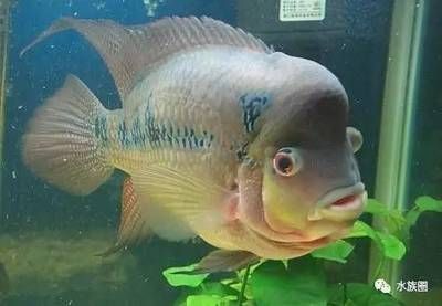 雷龍魚品種價格，雷龍魚市場價格趨勢