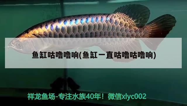 如何挑選銀龍魚苗圖片欣賞:怎么挑選銀龍魚苗 龍魚百科 第3張 如何挑選銀龍魚苗圖片欣賞:怎么挑選銀龍魚苗 如何挑選銀龍魚苗圖片欣賞:怎么挑選銀龍魚苗 龍魚百科 第3張